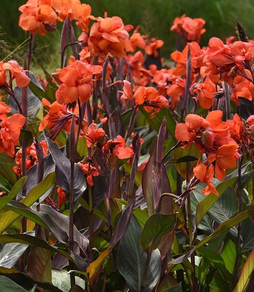 Canna Indica 'Cannova Bronze Orange'